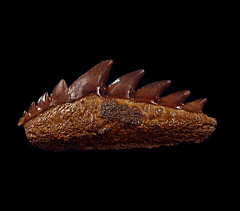 Notidanodon lanceolatus tooth for sale - Russia | Buried Treasure Fossils