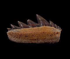 Notidanodon lanceolatus lower jaw tooth - Stariy Oskol, Russia | Buried Treasure Fossils