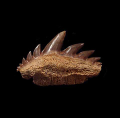 Notidanodon lanceolatus upper jaw tooth  - Russia | Buried Treasure Fossils