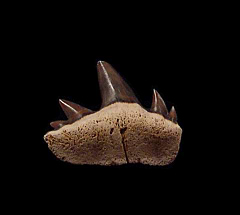 Notidanodon lanceolatus upper jaw tooth for sale  - Russia | Buried Treasure Fossils