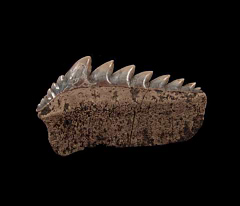 Notidanodon brotzeni - Russia | Buried Treasure Fossils