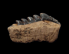 Notidanodon brotzeni tooth for sale - Russia | Buried Treasure Fossils