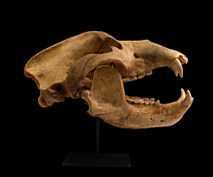 Cave Bear skull | Buried Treasure Fossils
