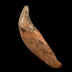 Rare cave bear canine tooth for sale | Buried Treasure Fossils