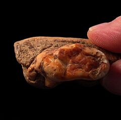 Ice Age Cave bear molar for sale | Buried Treasure Fossils
