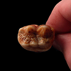Romanian cave bear incisor tooth for sale | Buried Treasure Fossils