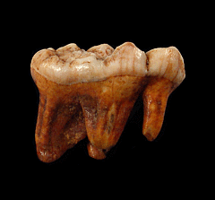 Ice Age Cave bear incisor tooth for sale | Buried Treasure Fossils