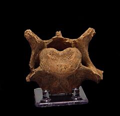 Cave bear vertebra for sale | Buried Treasure Fossils