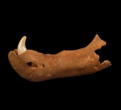 Ice Age Urus arctos jaw | Buried Treasure Fossils