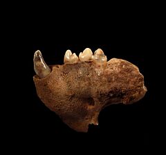 Ice Age Brown bear jaw for sale | Buried Treasure Fossils