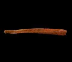 Cave bear penis bone for sale | Buried Treasure Fossils