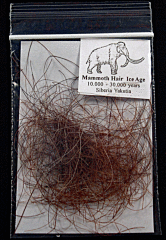 Wooly Mammoth hair| Buried Treasure Fossils