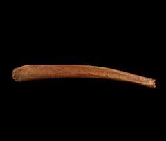 Cave bear baculum bone | Buried Treasure Fossils