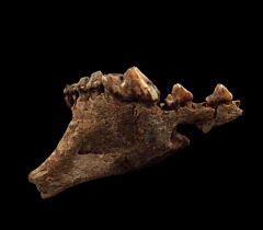 Canis lupus jaw section | Buried Treasure Fossils