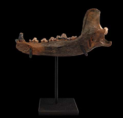 Ice Age Gray Wolf lower jaw for sale | Buried Treasure Fossils