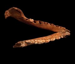 Ice Age dog jaw | Buried Treasure Fossils