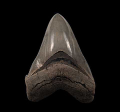 BIG So. Carolina Megalodon tooth for sale | Buried Treasure Fossils