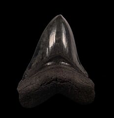 Extra Large Carolina Megalodon tooth for sale | Buried Treasure Fossils