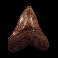 BIG Carolina Megalodon tooth for sale | Buried Treasure Fossils