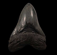 Colorful Carolina Megalodon tooth for sale | Buried Treasure Fossils
