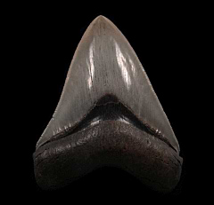 Otodus megalodon tooth | Buried Treasure Fossils