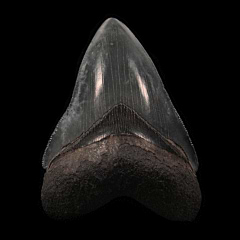 Brown Georgia Megalodon tooth for sale | Buried Treasure Fossils