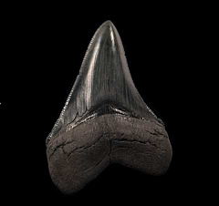 Real SC Meg tooth for sale | Buried Treasure Fossils