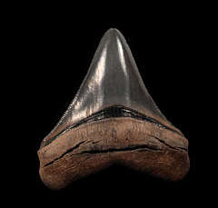 Top quality So. Carolina Megalodon tooth for sale | Buried Treasure Fossils