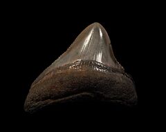 A BIG lateral Meg tooth for sale | Buried Treasure Fossils