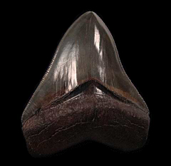 Top Quality Megalodon tooth from So. Carolina | Buried Treasure Fossils