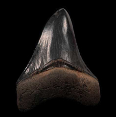 Black SC Megalodon tooth for sale | Buried Treasure Fossils
