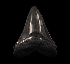 Inexpensive SC Meg tooth for sale | Buried Treasure Fossils