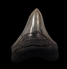 High quality SC Megalodon tooth for sale | Buried Treasure Fossils