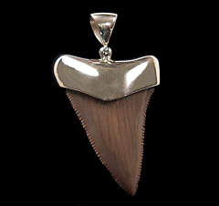 Great White shark tooth pendant for sale | Buried Treasure Fossils