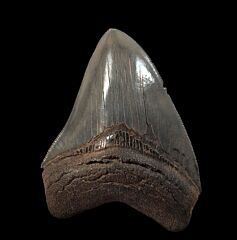 Big SC Meg tooth for sale | Buried Treasure Fossils