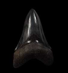 Real Carcharocles megalodon tooth for sale | Buried Treasure Fossils