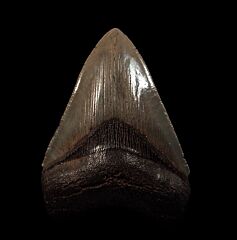 Excellent SC Mega shark tooth for sale | Buried Treasure Fossils