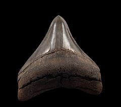 An excellent  lateral Meg tooth for sale | Buried Treasure Fossils
