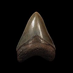 Olive SC Megalodon tooth for sale | Buried Treasure Fossils
