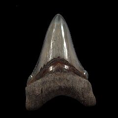 Big SC Chubutensis tooth for sale | Buried Treasure Fossils