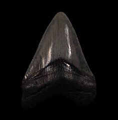 Megalodon tooth for sale | Buried Treasure Fossils