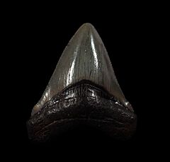 SC Megalodon tooth for sale | Buried Treasure Fossils