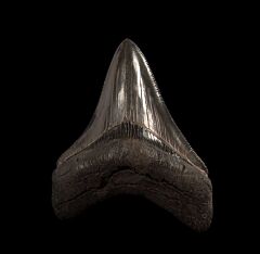 Black Megalodon tooth from So. Carolina | Buried Treasure Fossil