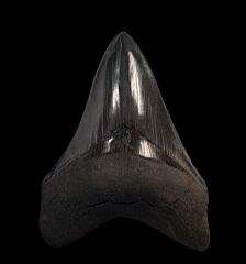 Gorgeous Black Megalodon tooth for sale | Buried Treasure Fossils
