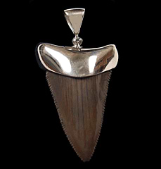Extra large Great White shark tooth necklace for sale | Buried Treasure Fossils