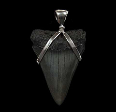 Black Great White shark tooth necklace for sale | Buried Treasure Fossils