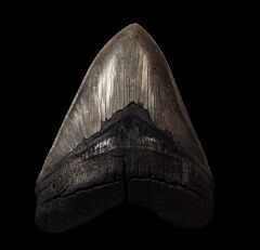 High quality SC Megalodon tooth for sale | Buried Treasure Fossils