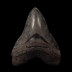 Extra Large SC Megalodon tooth for sale | Buried Treasure Fossils