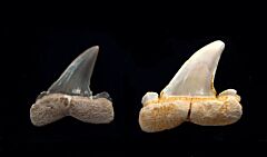 Striatolamia macrota     (Eocene)                               