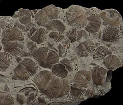Oxoplecia gouldi - Brachiopod Display  | Buried Treasure Fossils